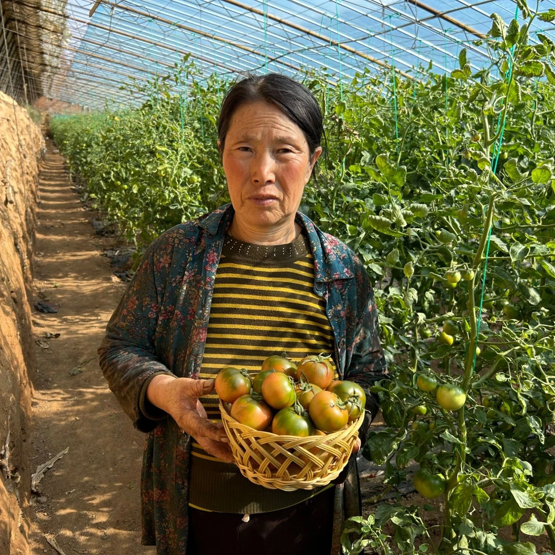 正宗铁皮柿子净重5斤，自然成熟，顺丰包邮