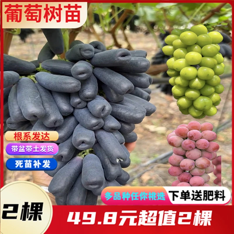 尚蔻营养杯发货蓝宝石阳光玫瑰葡萄树苗结果苗盆栽地栽苗四季种植