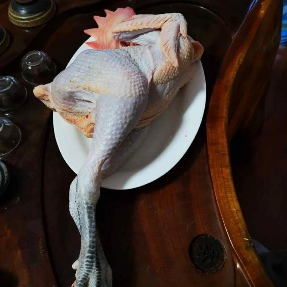 苏禽绿壳高产蛋母鸡
