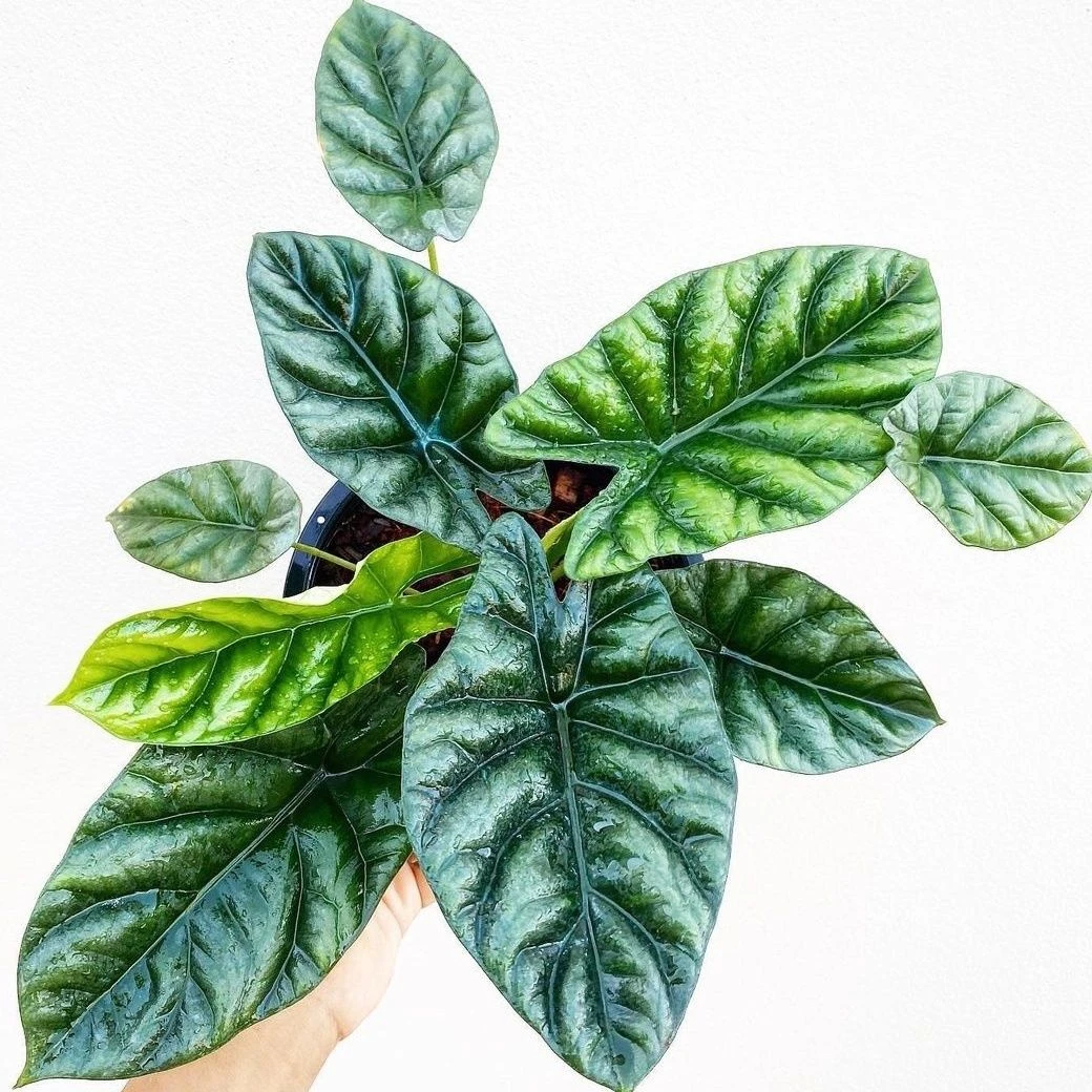 高颜值的魔镜海芋多珠苗