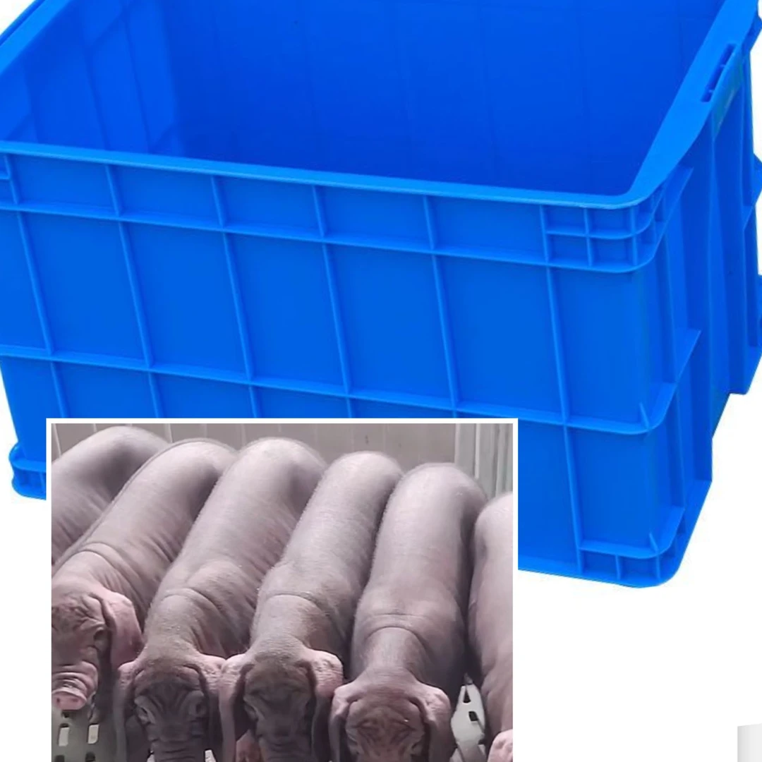 高产大太湖包邮养殖场周转专用框子猪笼子