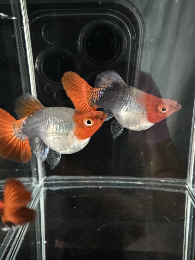 深海蓝贵族孔雀鱼2母