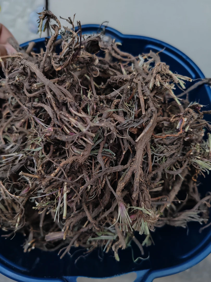 甘肃野生北柴胡250克包邮