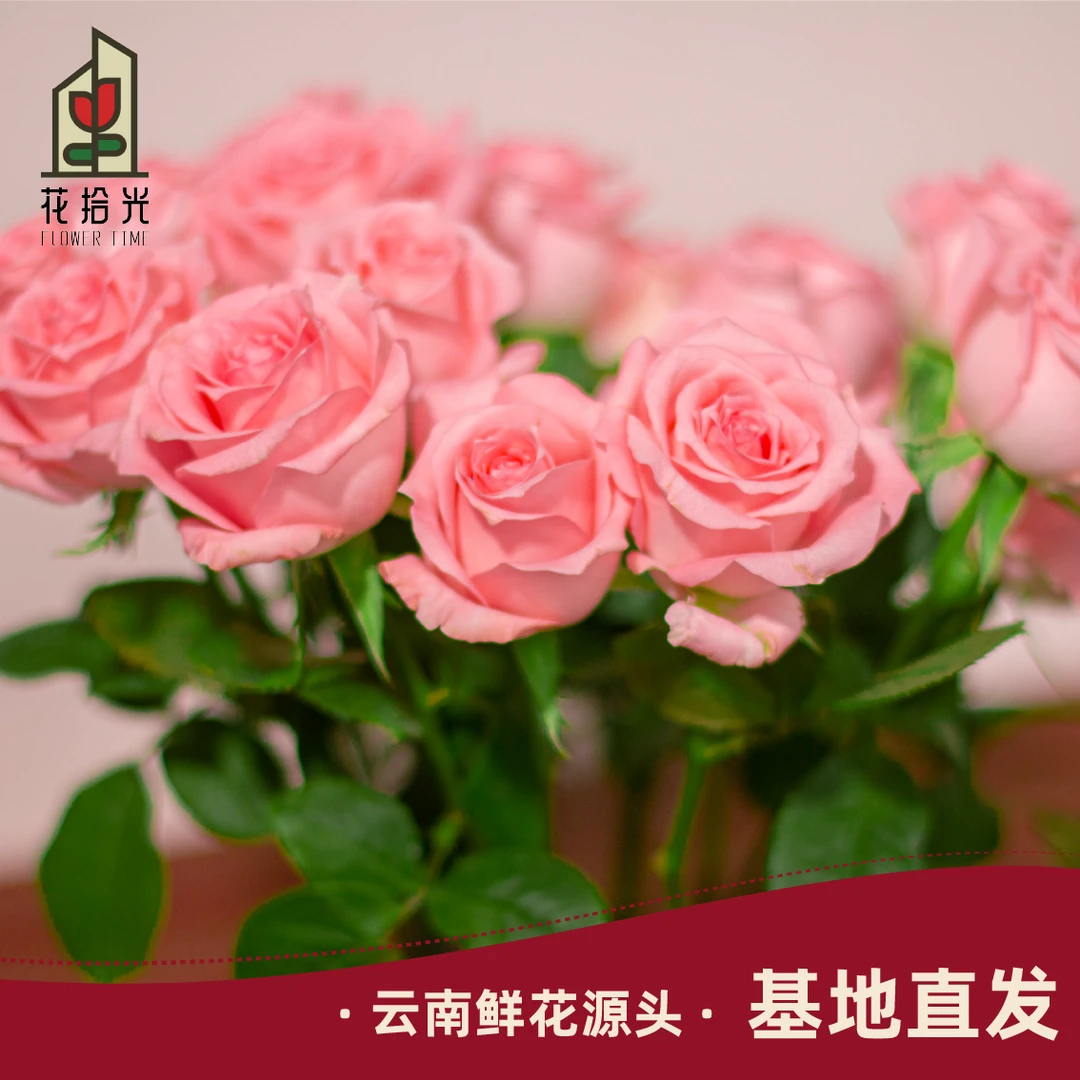 【基地直发】戴安娜玫瑰 粉粉高贵