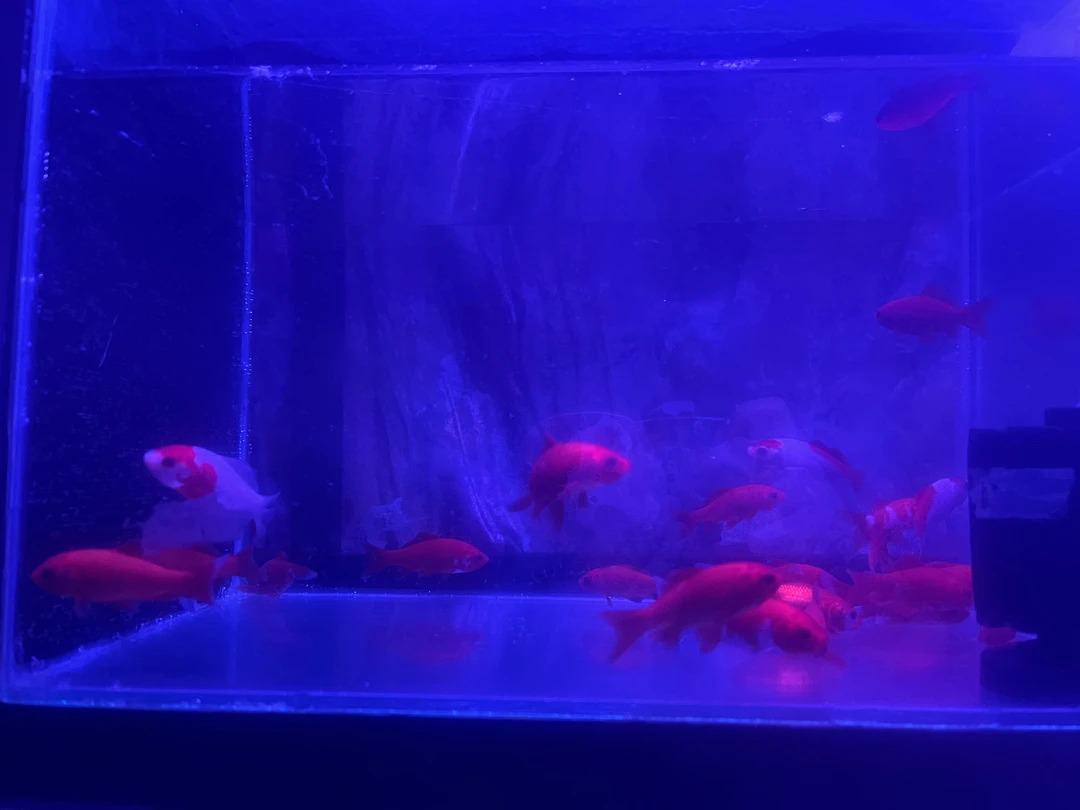 小红草20条多发5条