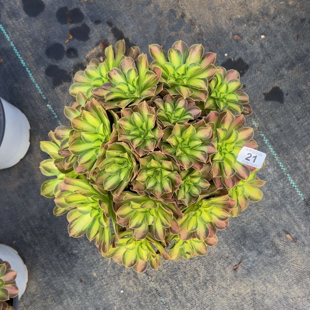 21多肉植物发货韶华