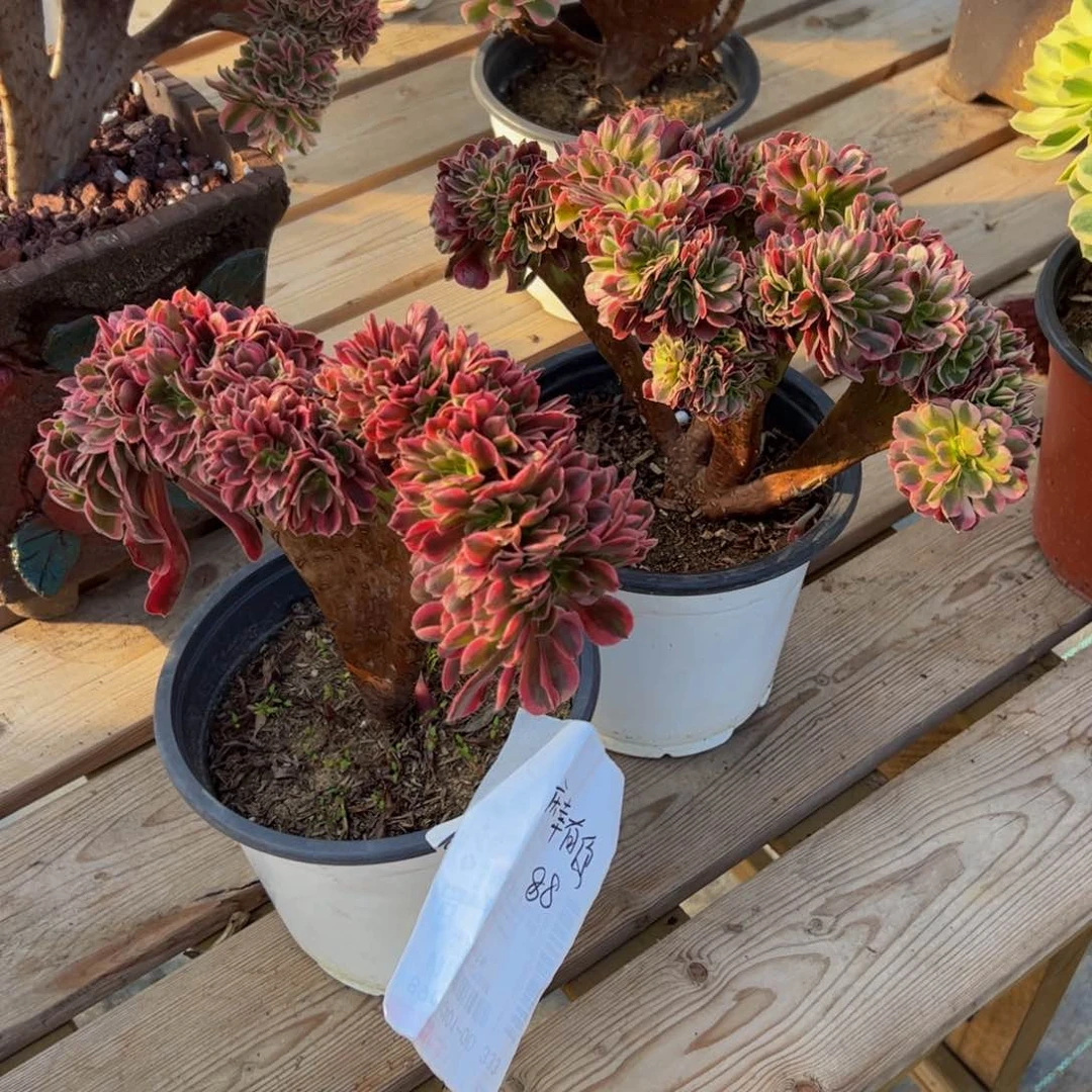 庆**你多肉植物发货美杜莎缀