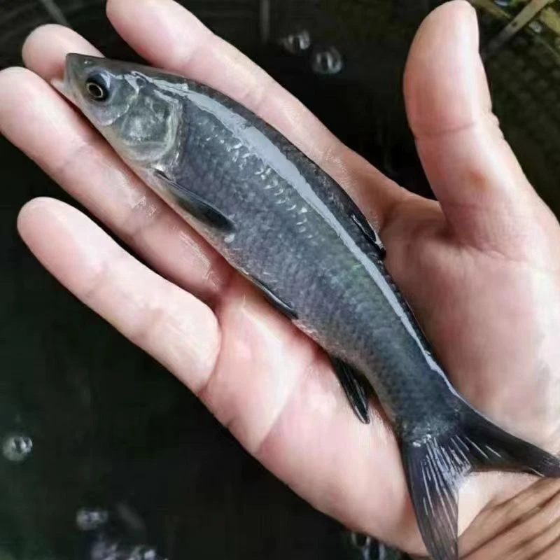 青鱼 螺丝青 螺蛳青 黑草鱼 黑鲩鱼   水族活体