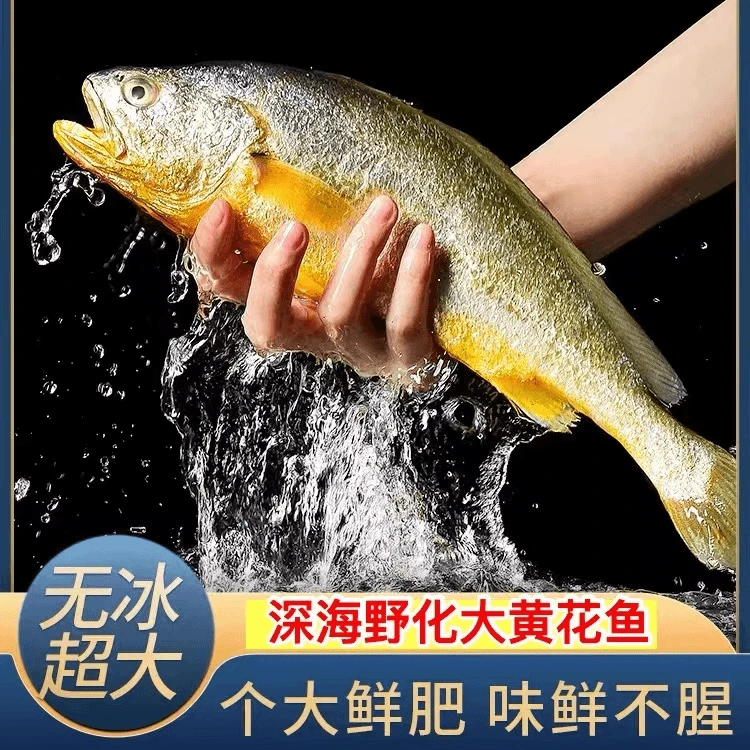 深海野化大黄花鱼每条8两-1斤 到手4条/份清蒸红烧包饺子青岛发货