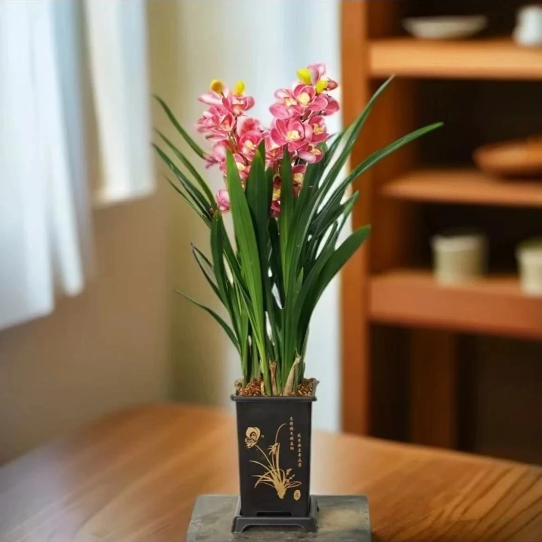 福利款兰花年宵浓香花红宝石卉绿盆栽室内外养护兰草杂交兰