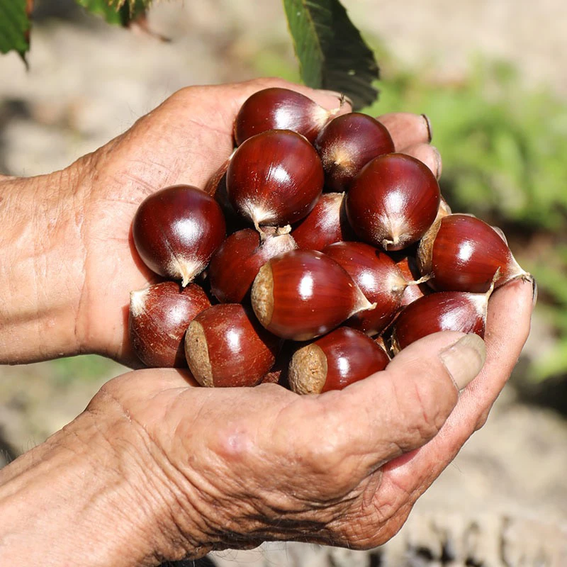 【圆板栗】建瓯锥栗2025新鲜高山栗子油栗子农家现摘现发圆板栗毛栗