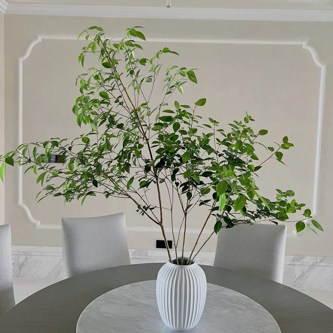 【雀舌杜鹃】吊钟马醉木平替鲜切水养绿植室内客厅装饰水培植物盆栽