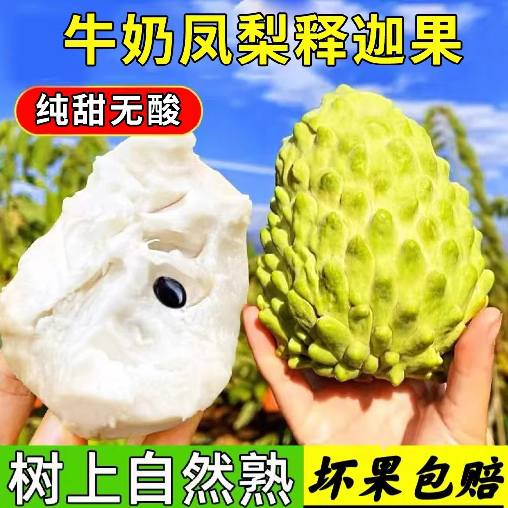 【空运发货】云南纯甜新鲜释迦果佛头果孕妇水果需催熟现摘现发DD