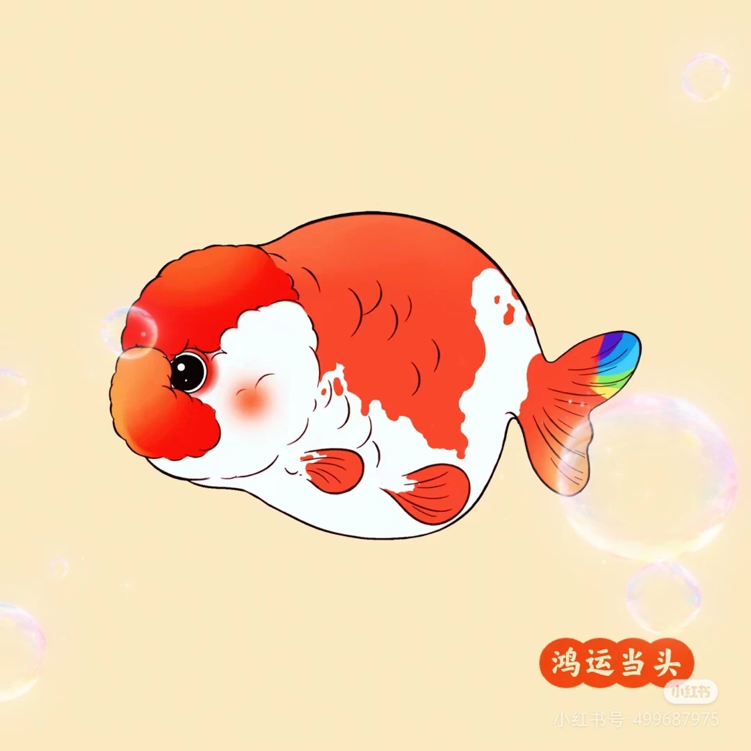 兰寿金鱼包装专拍链接不退换