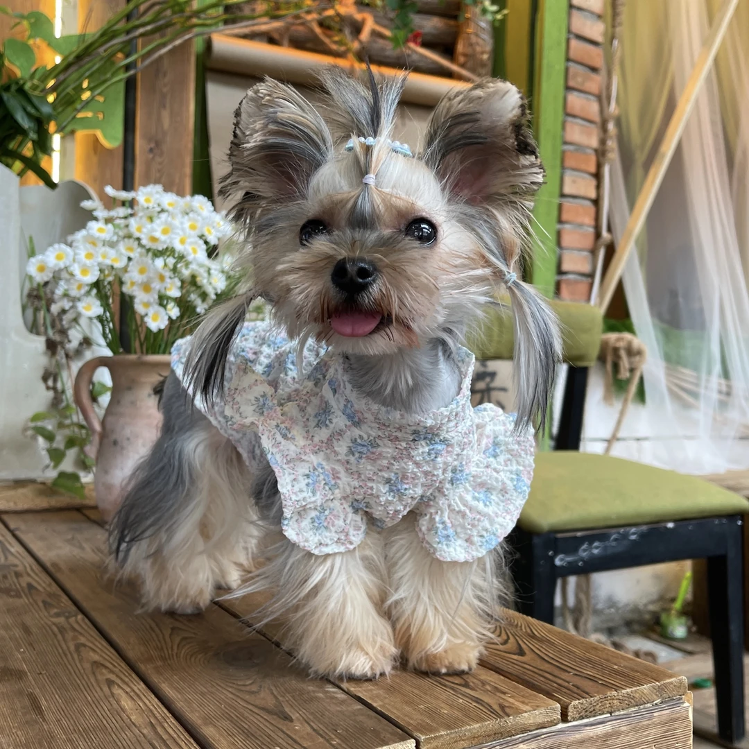 韩式时尚蓝粉碎花小飞袖花边舒适背心约克夏狗狗猫咪凉衣雪纺