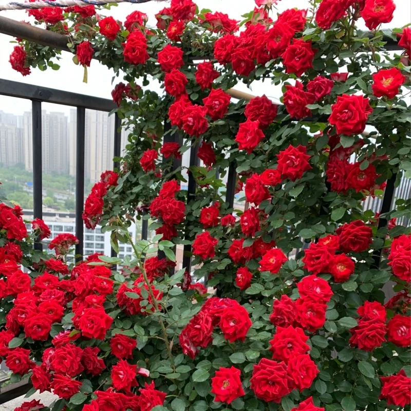 四季开花蔷薇花苗盆栽爬藤植物浓香大花阳台庭院花卉地栽玫瑰月季