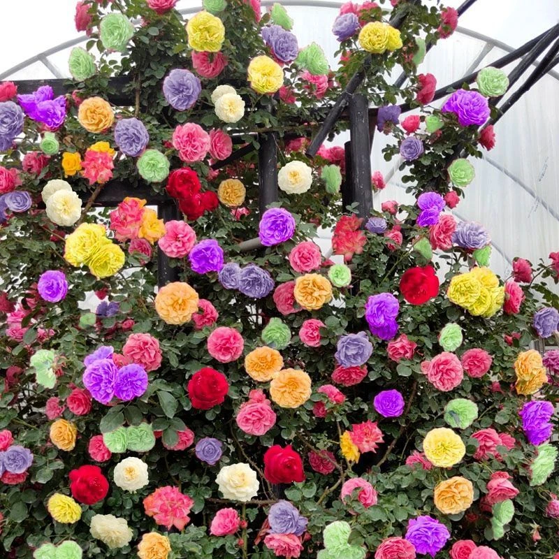 【爬藤蔷薇】蔷薇花苗四季开花盆栽地栽庭院阳台爬藤玫瑰花卉耐寒