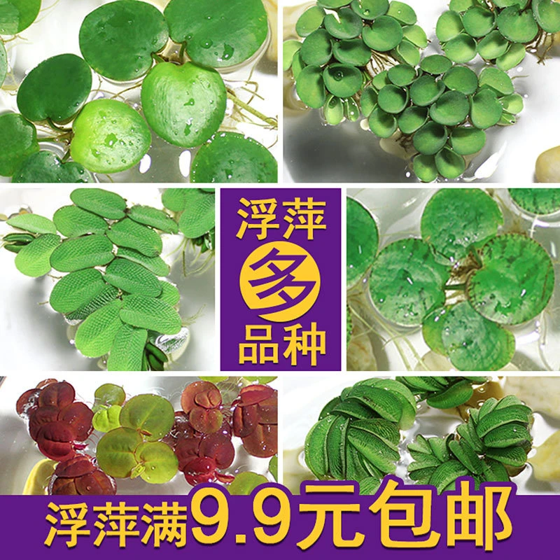 鱼缸浮萍水草活体植物浮性除NO3净化水质微景观水族箱满10元包邮