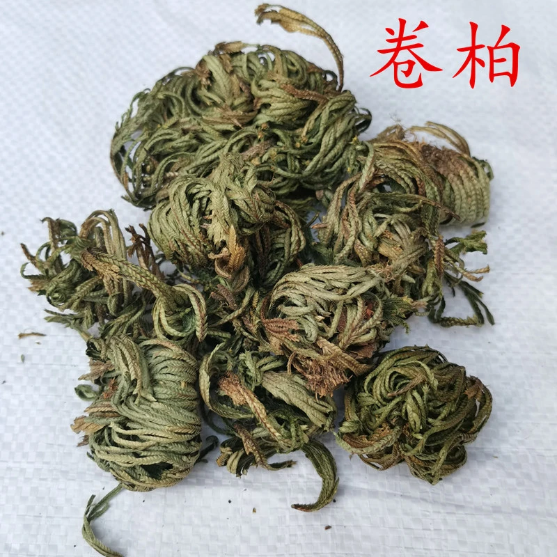 批发材 卷柏 石柏 岩柏 散装