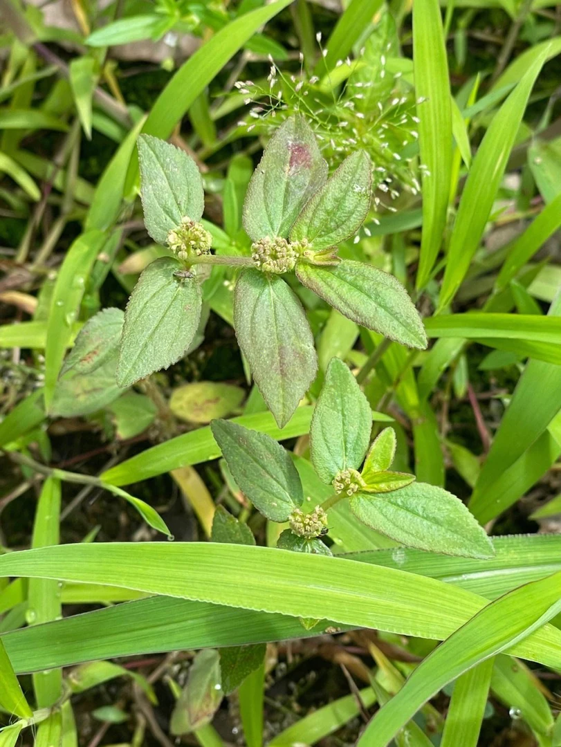 农产品冲凉止养草 飞扬草凤尾草火炭母草/盐桑柏老虎俐等10扎50克