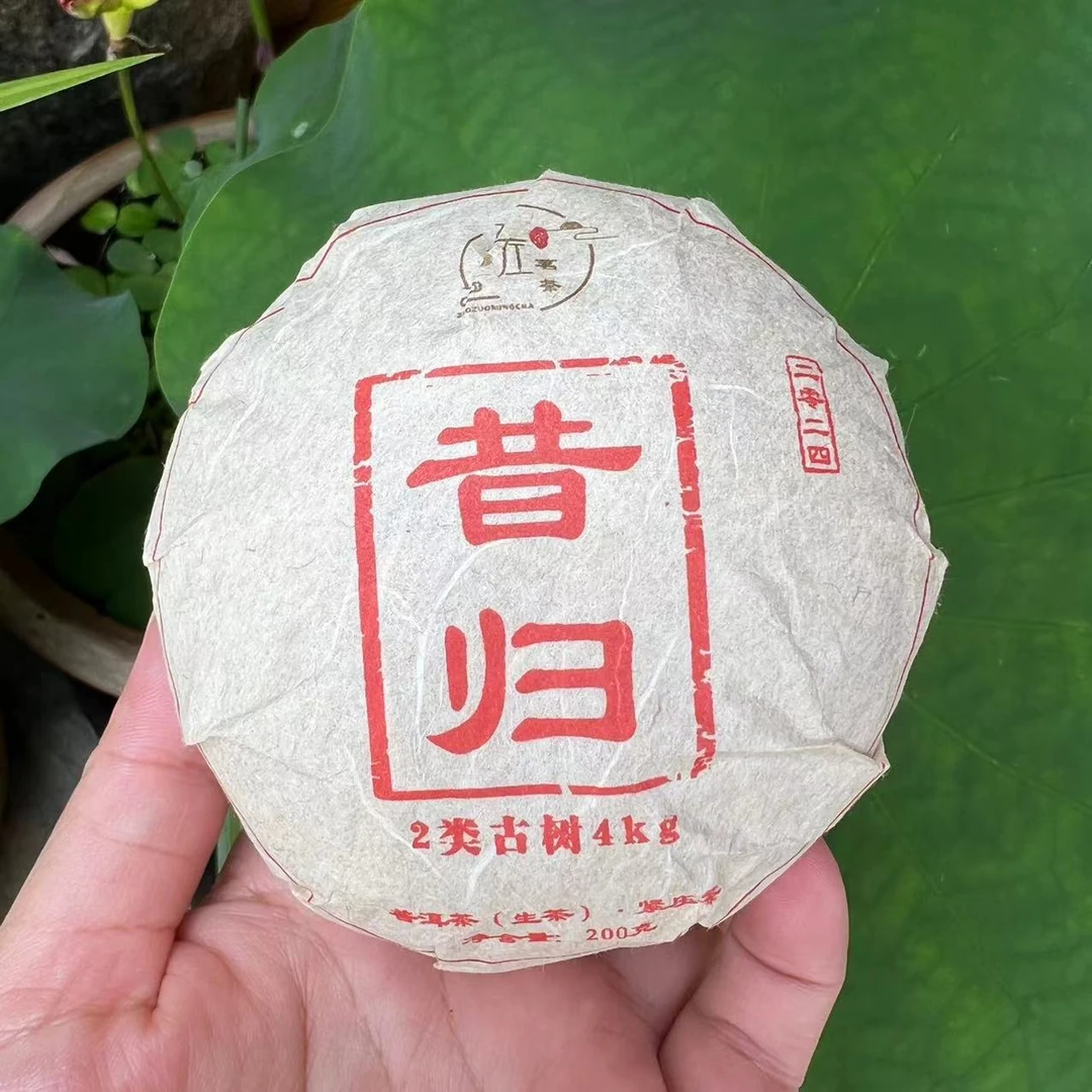 【24年昔归忙麓山】二类古树200g昔归团