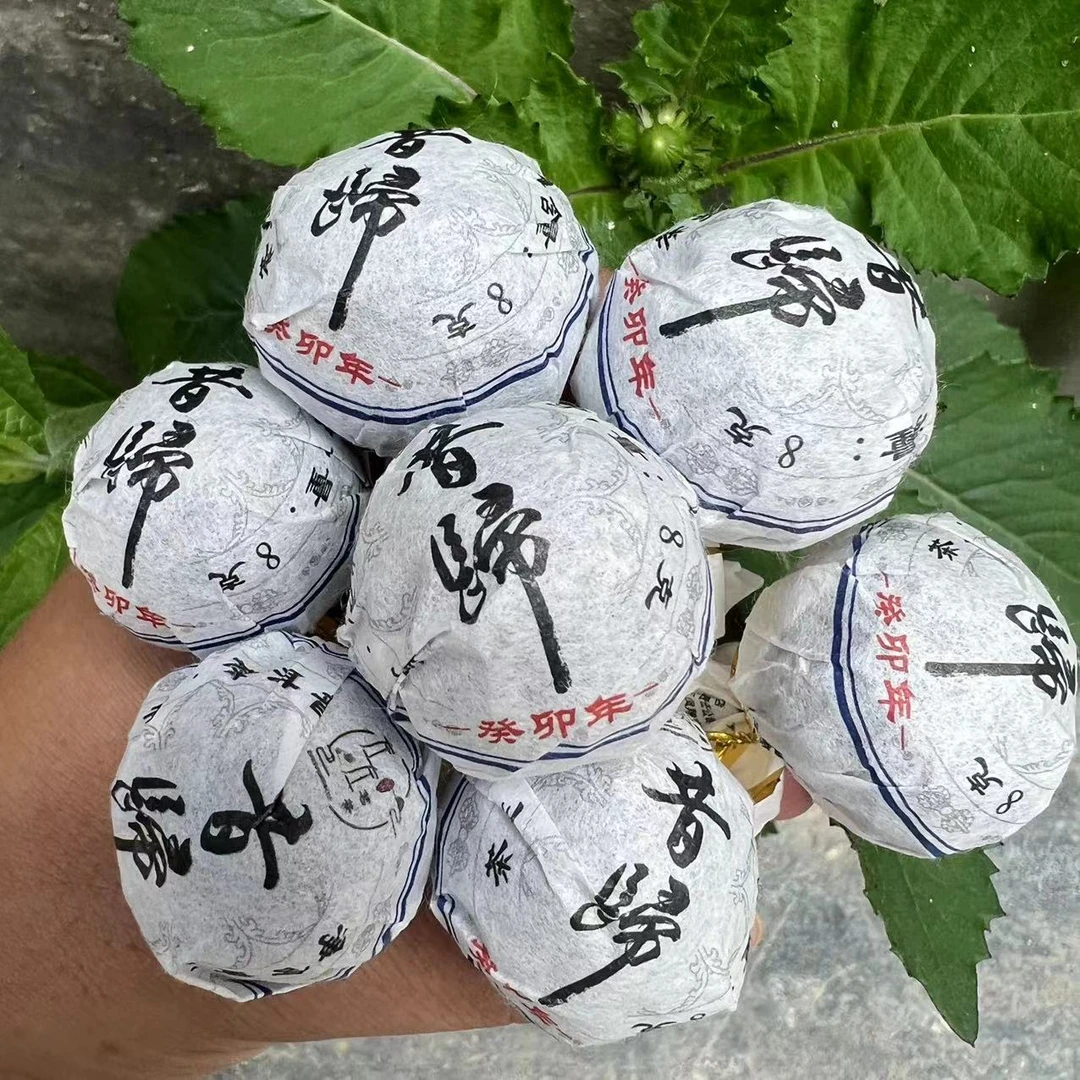 【23年昔归忙麓山】百年古树龙珠