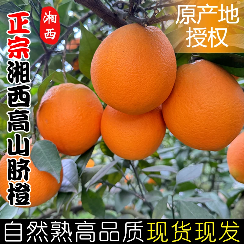 【满口爆汁】湘西正宗纽荷尔脐橙产地直发新鲜水果天然橙味5斤