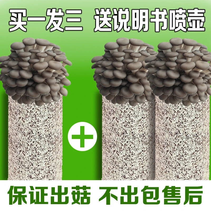 【喷水长蘑菇】发三包非常好养蘑菇菌包养蘑菇平菇食用菌蘑菇包种植