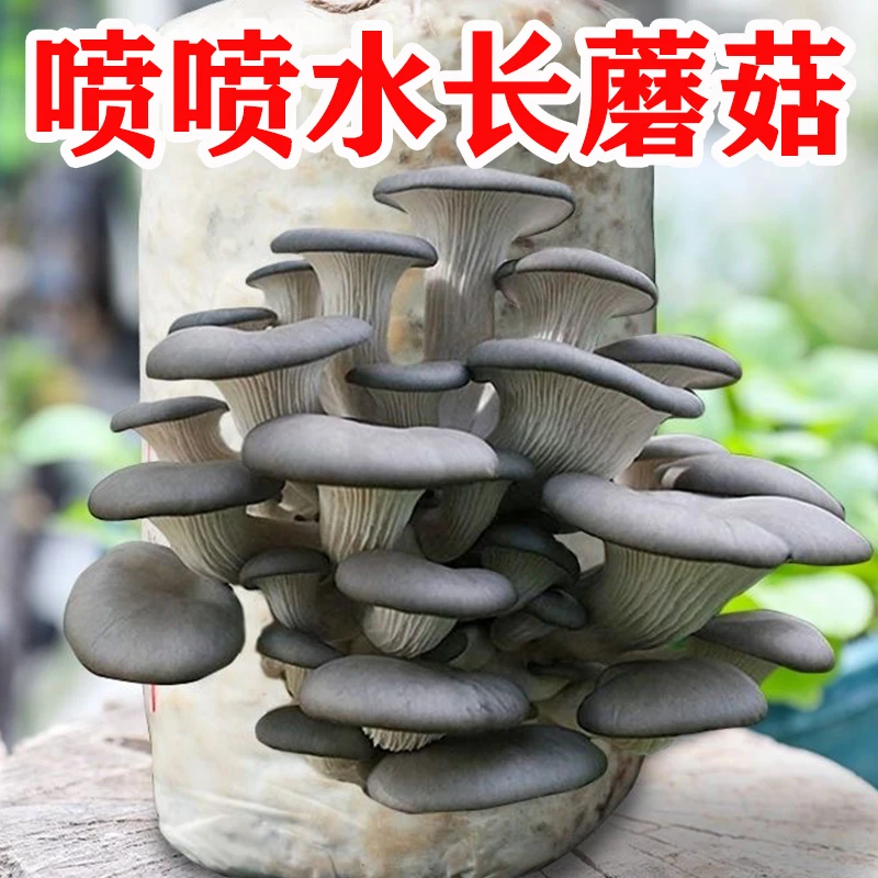 【蘑菇菌包太好养】蘑菇菌包在家养蘑菇食用菌菌棒平菇菌种蘑菇种植