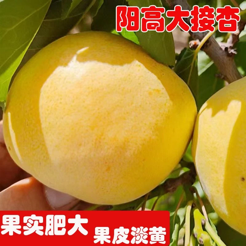雁贝正宗阳高大接杏金杏山西新鲜杏酸甜多汁现摘现发大同大黄杏