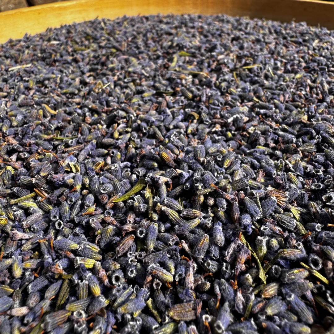 高山  农家  忘忧草