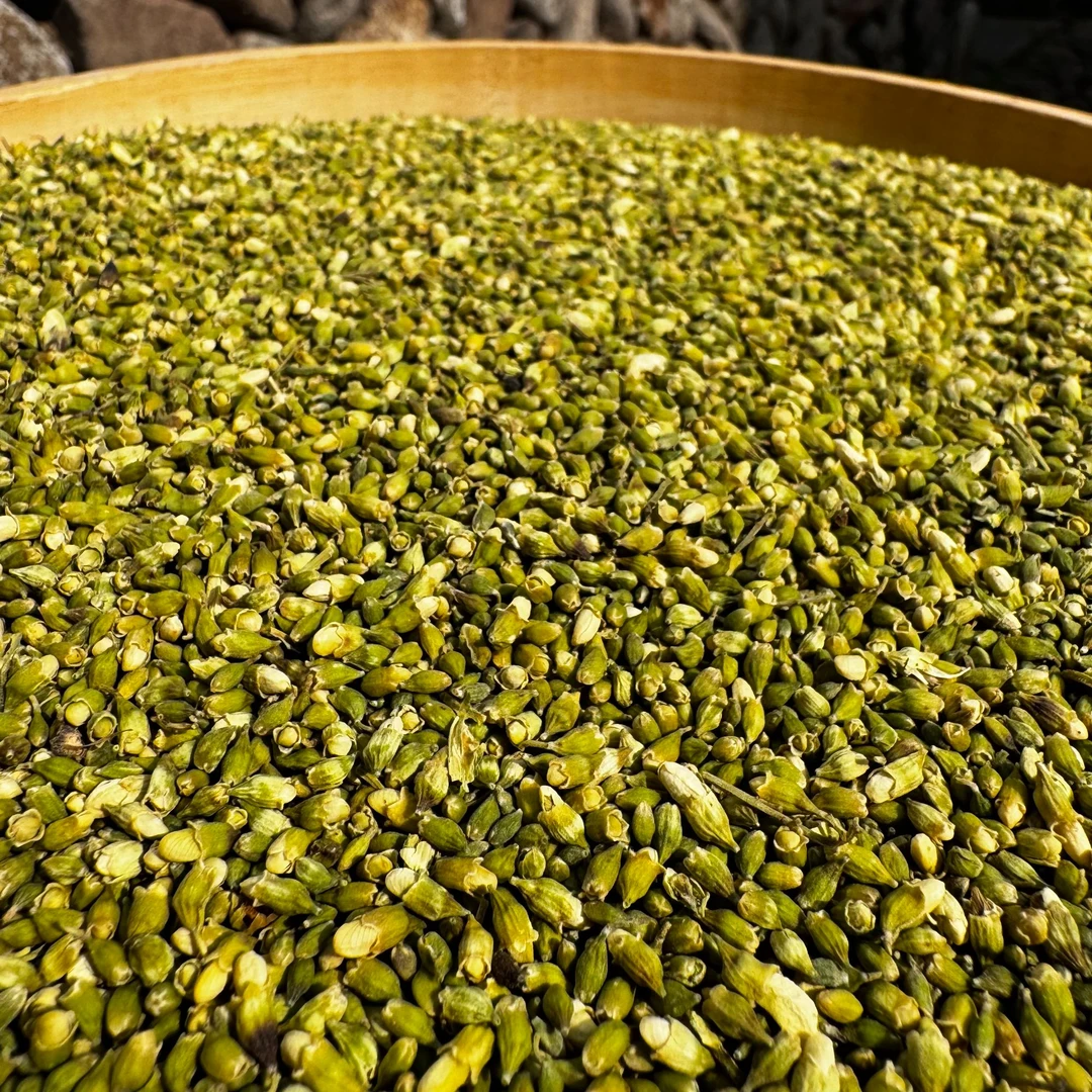 高山  农家   降降茶~野生槐花米籽