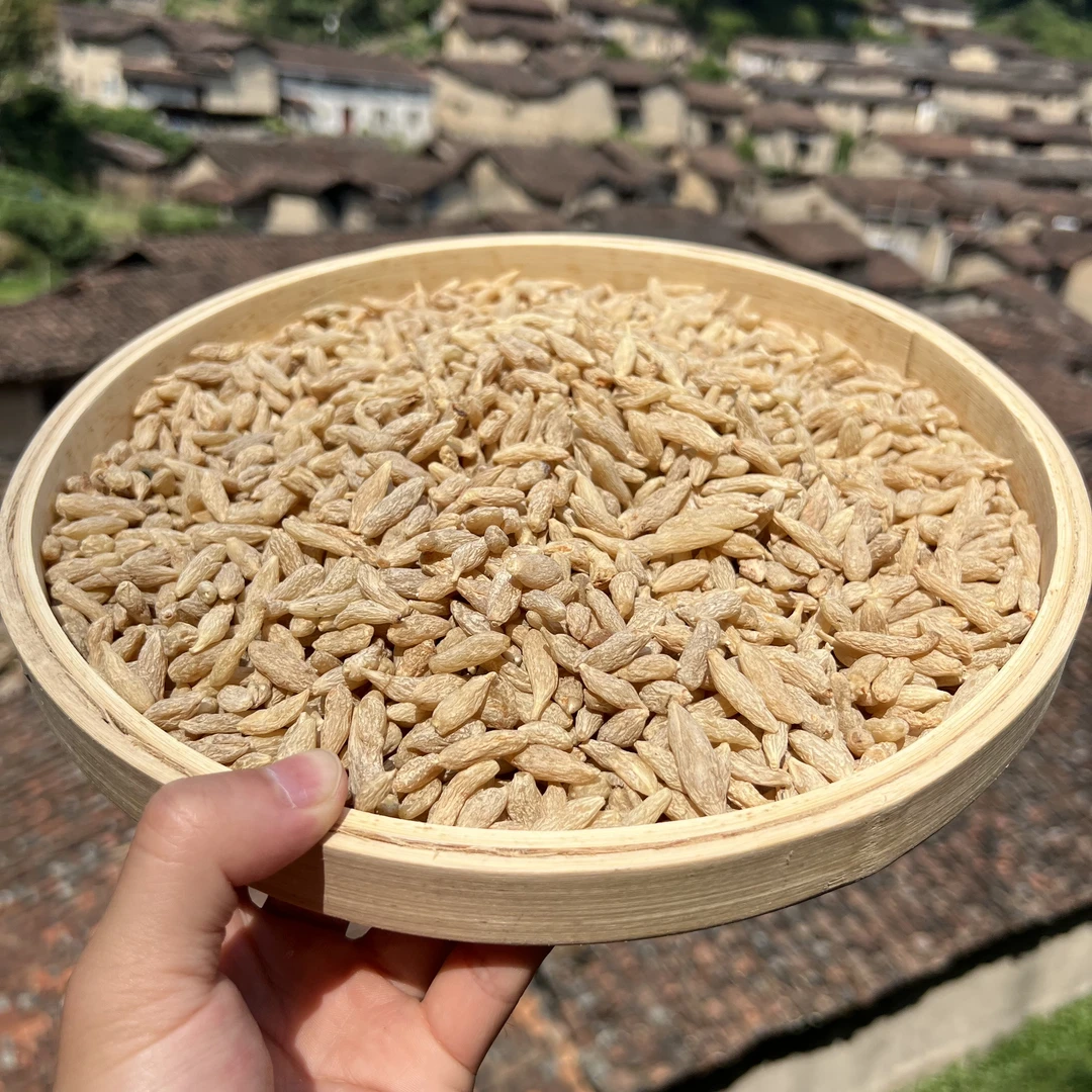 高山  农家  麦冬