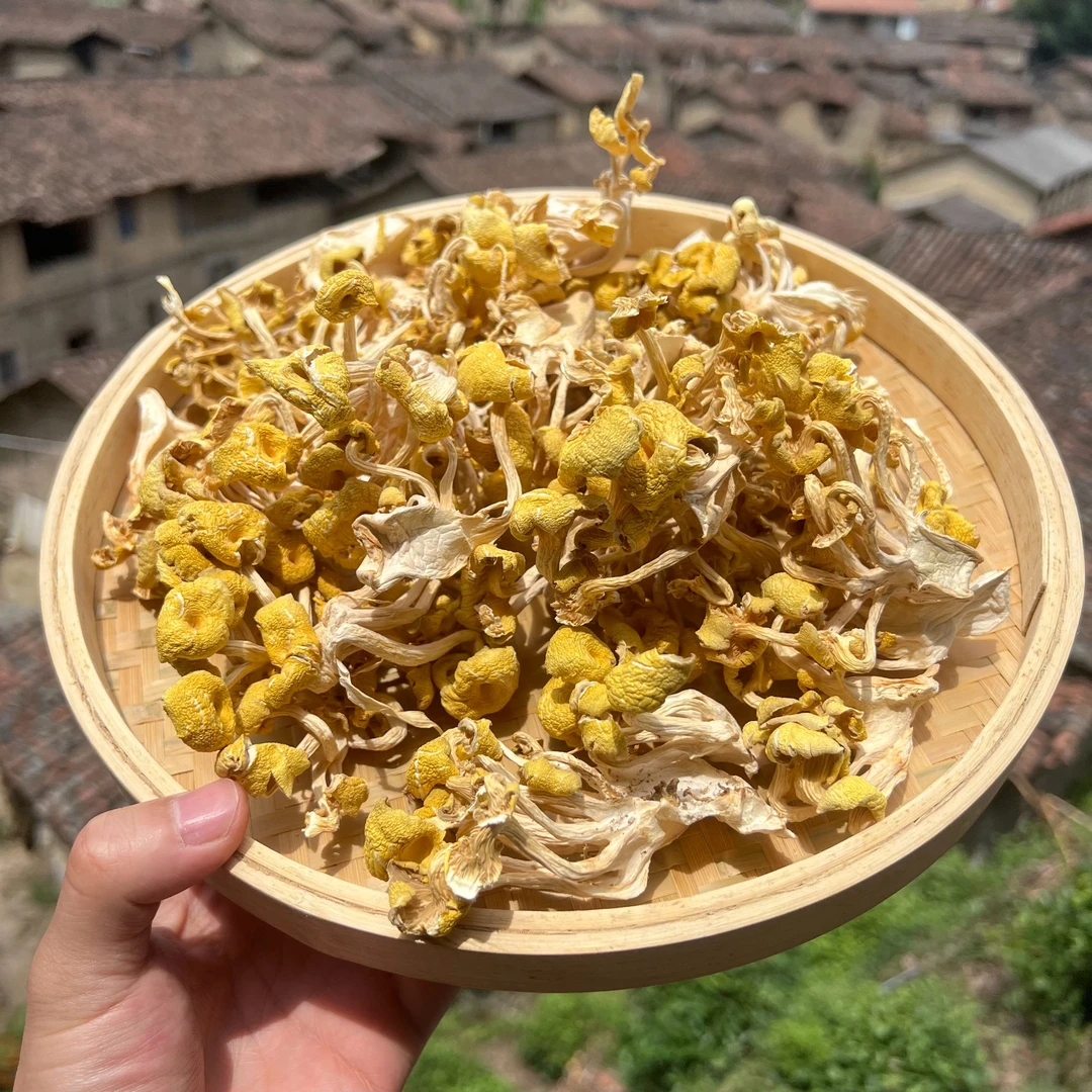 高山  农家  鸡油菌