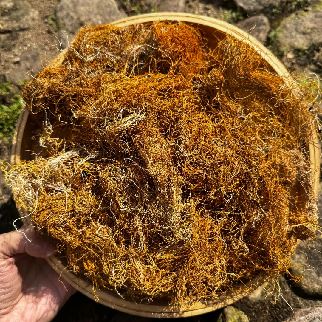 高山 农家 雪域冷杉麂心金丝红雪茶