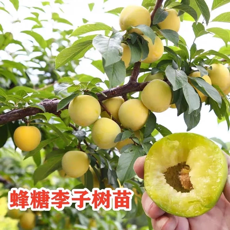 蜂糖李树苗嫁接李子树苗六月脆李南方分支砂糖李苗果树苗当年结果