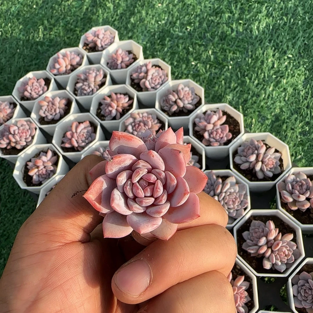 7#双头玉芙蓉精品多肉脱土裸根发货