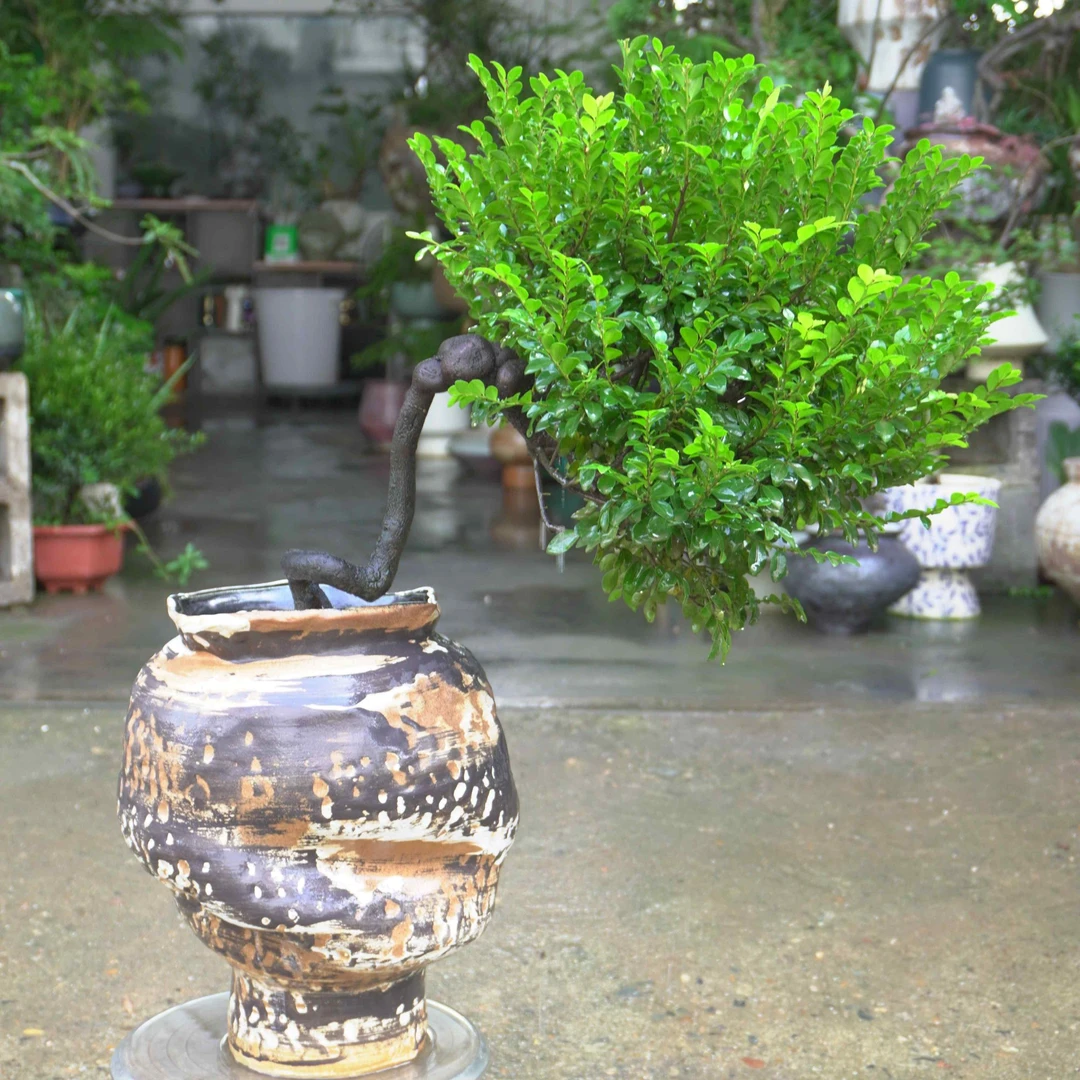 小叶紫檀 桌面高档盆景