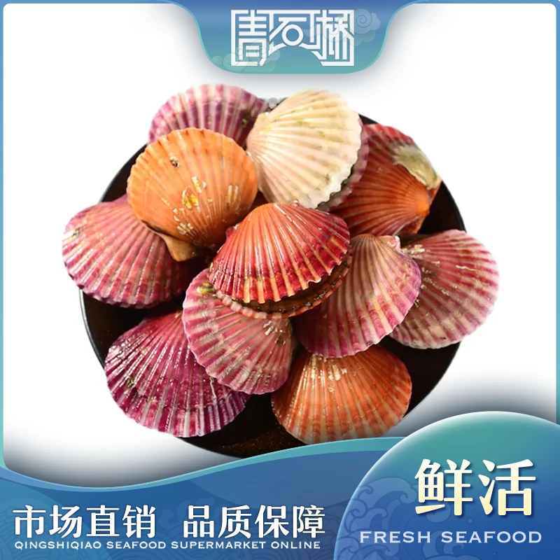 鲜活小红贝500g（8-12个）