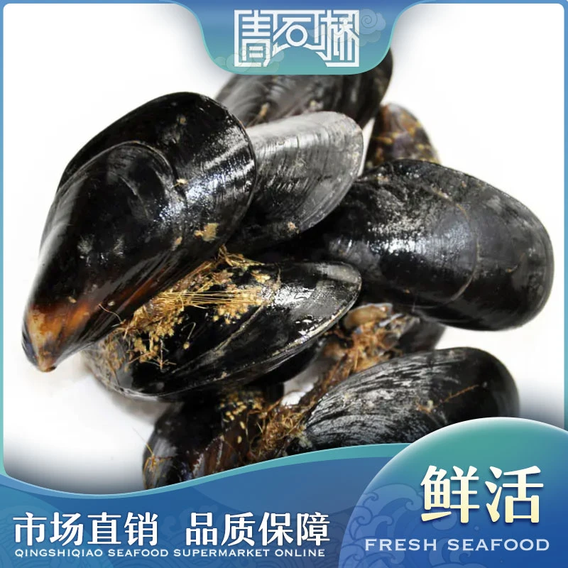 鲜活海虹/黑口