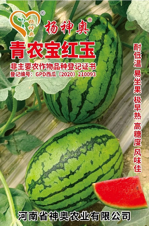杨神奥青农宝红玉/早熟/抗病性强/耐运输/糖度高/耐低温/售价期长