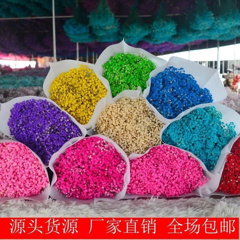 A级永生满天星云南永生满天星 满天星干花批发 满天星大量批发