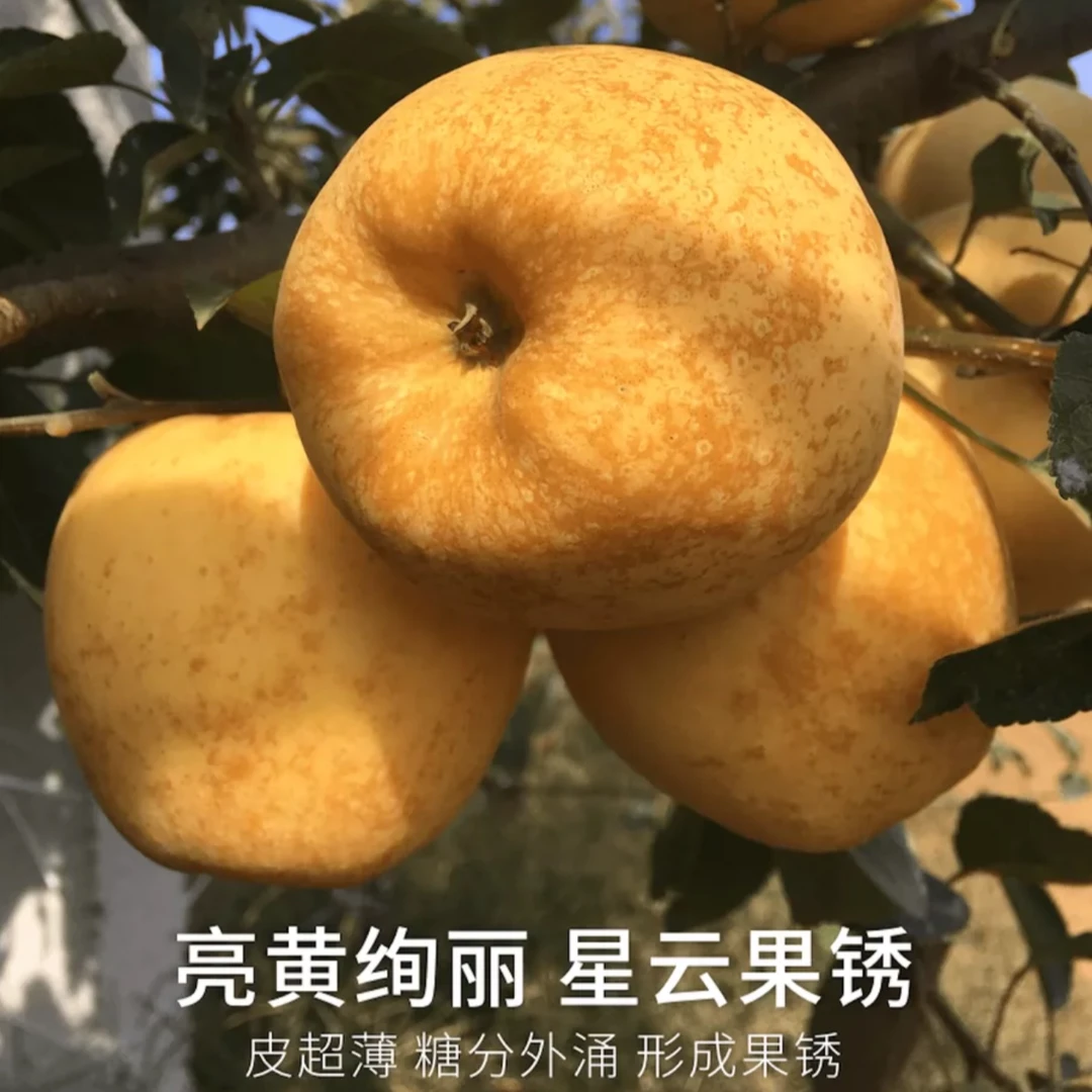【顺丰】黄金维纳斯苹果脆甜无酸多汁好吃果香浓郁自然农场发货