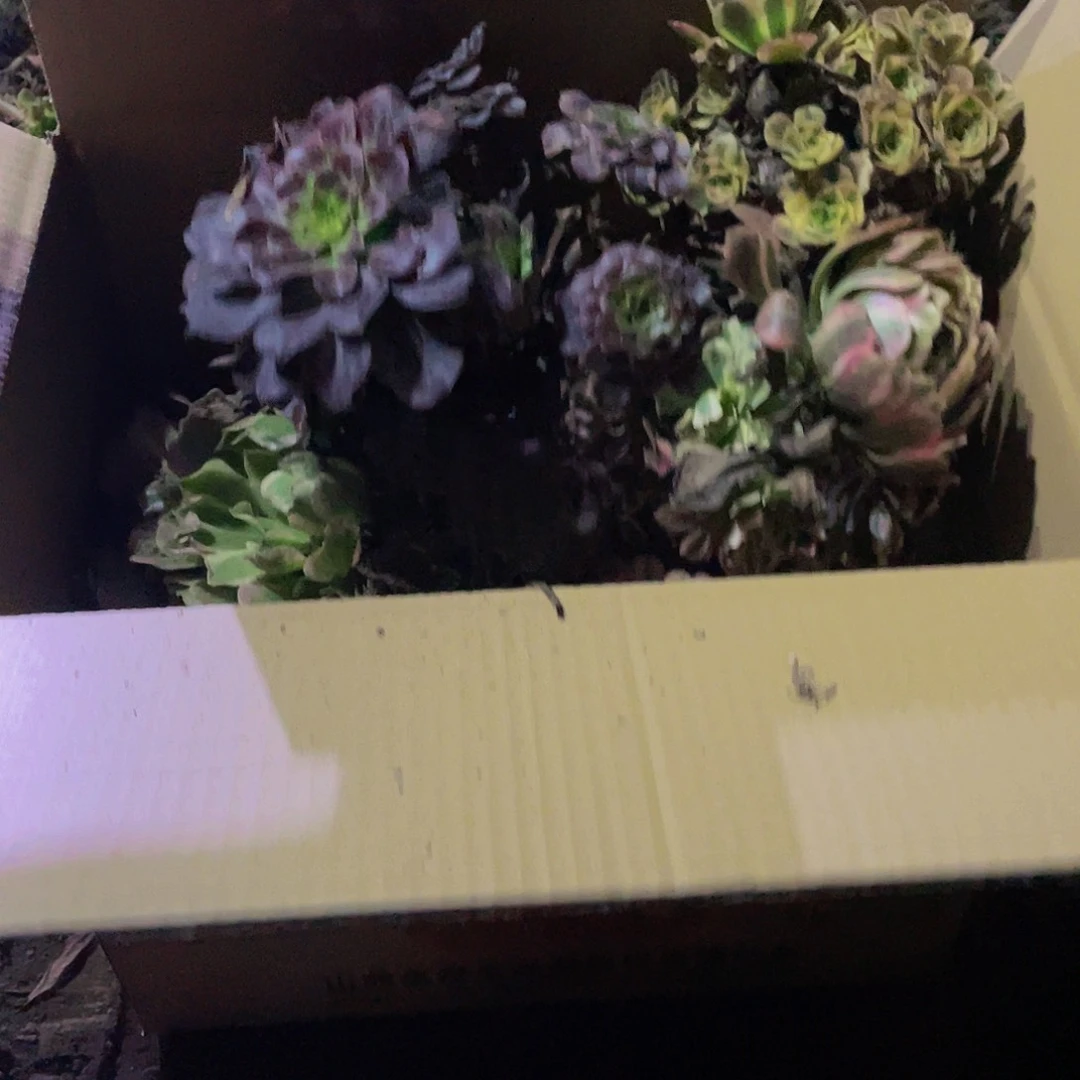 【闪购商品】叮**当5187.