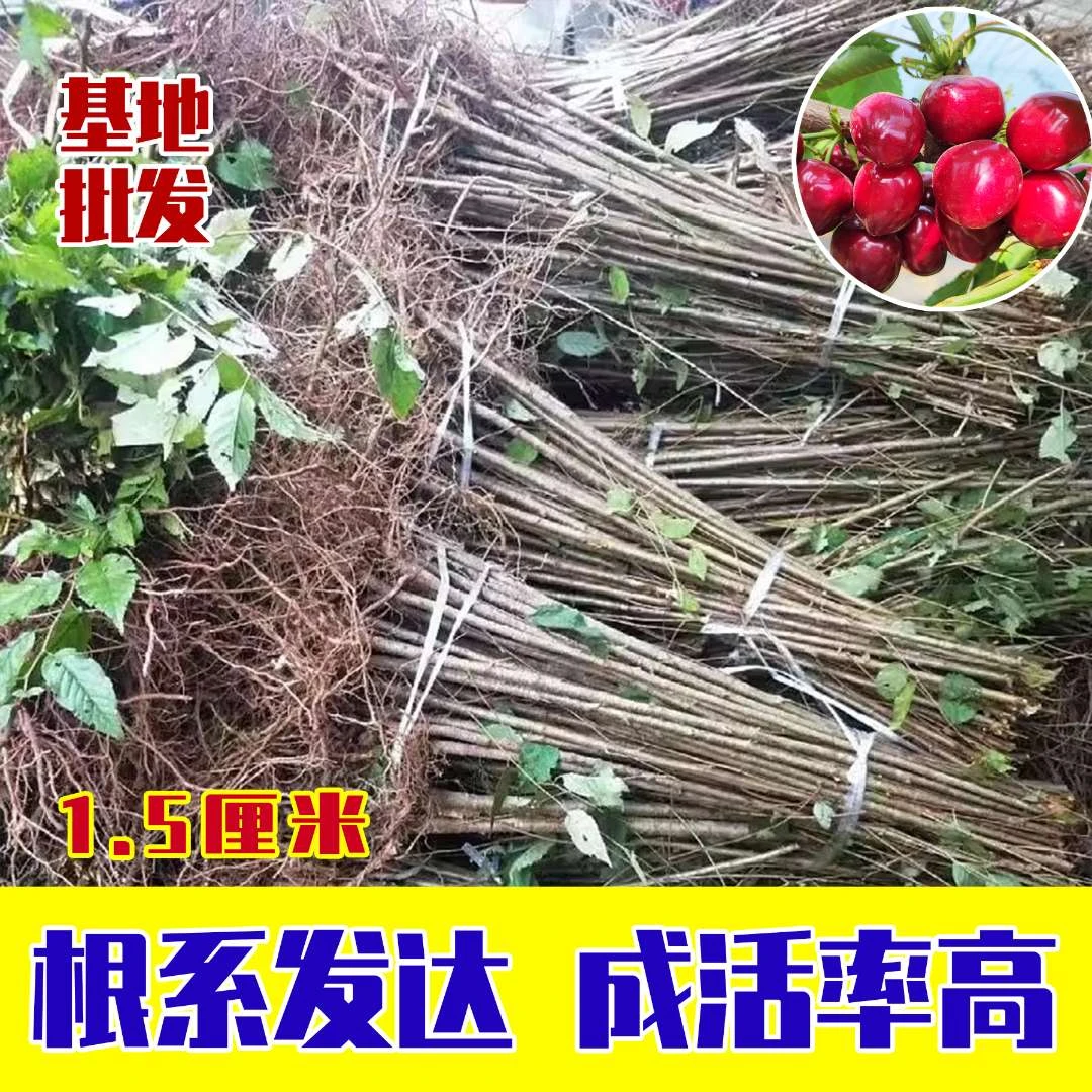 1.5厘米粗车厘子树苗优质烟台大樱桃苗南方北方盆栽地栽种植