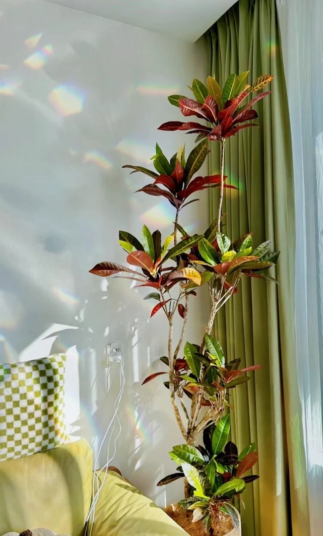 七彩变叶木造型盆栽室内大型绿植网红绿植盆景园林家装设计款植物