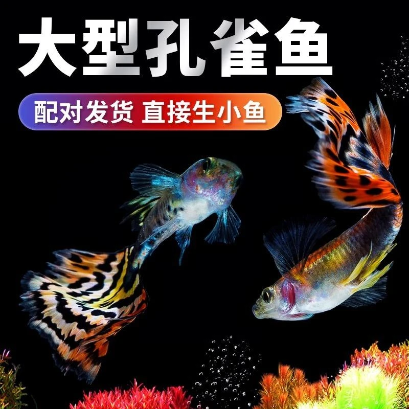 孔雀鱼活鱼苗热带观赏活体小鱼鱼缸淡水冷水好养耐活马鱼苗凤尾