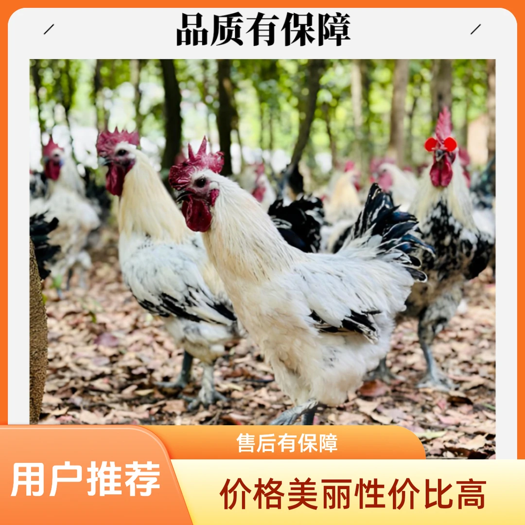 云南本地老品种青花土鸡 露天散养 肉质鲜美