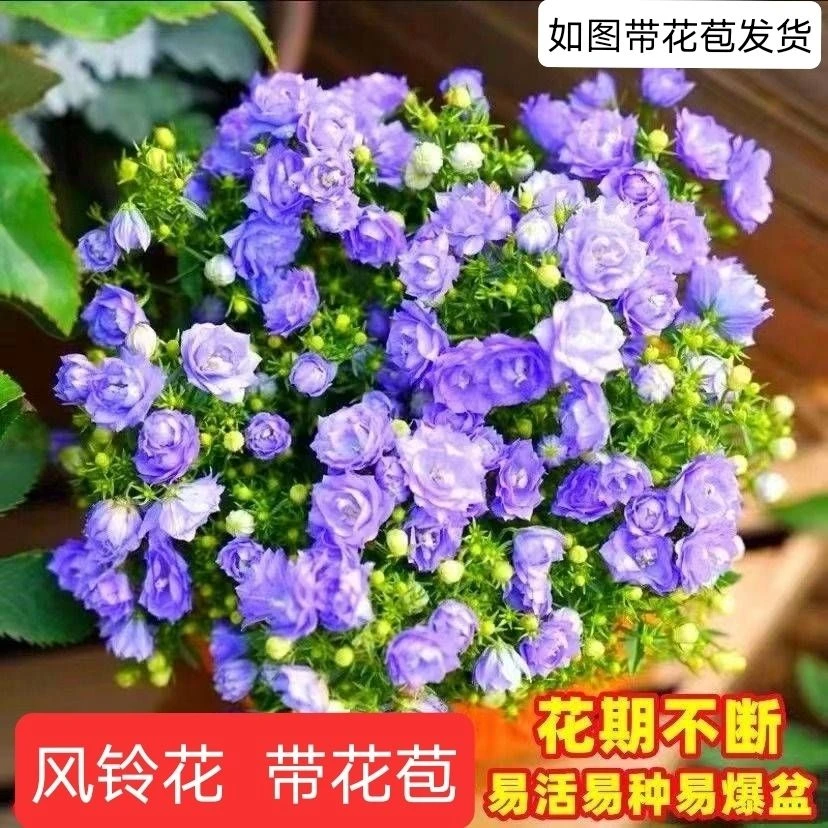 (带花苞)重瓣丹麦风铃花盆栽蓝风铃四季开花室内阳台网红花卉爆盆