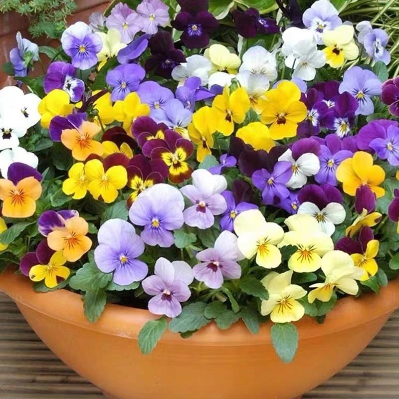 120#角堇花苗三色堇盆栽带花夏堇四季开花花园小兔子花卉植物